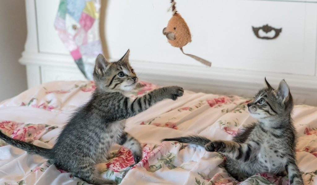 Há muitas opções de brindes indiretos para animais domésticos