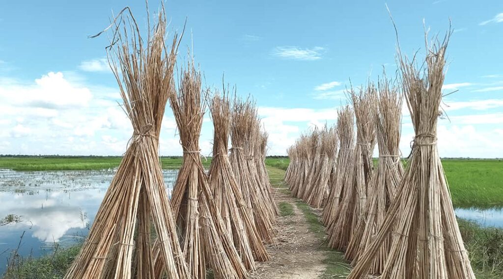 plantas de juta