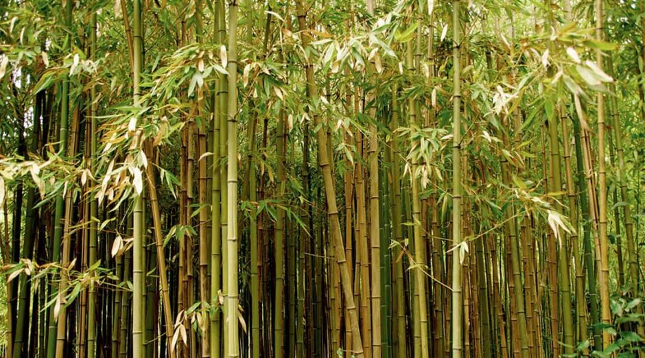 bosque de bambu