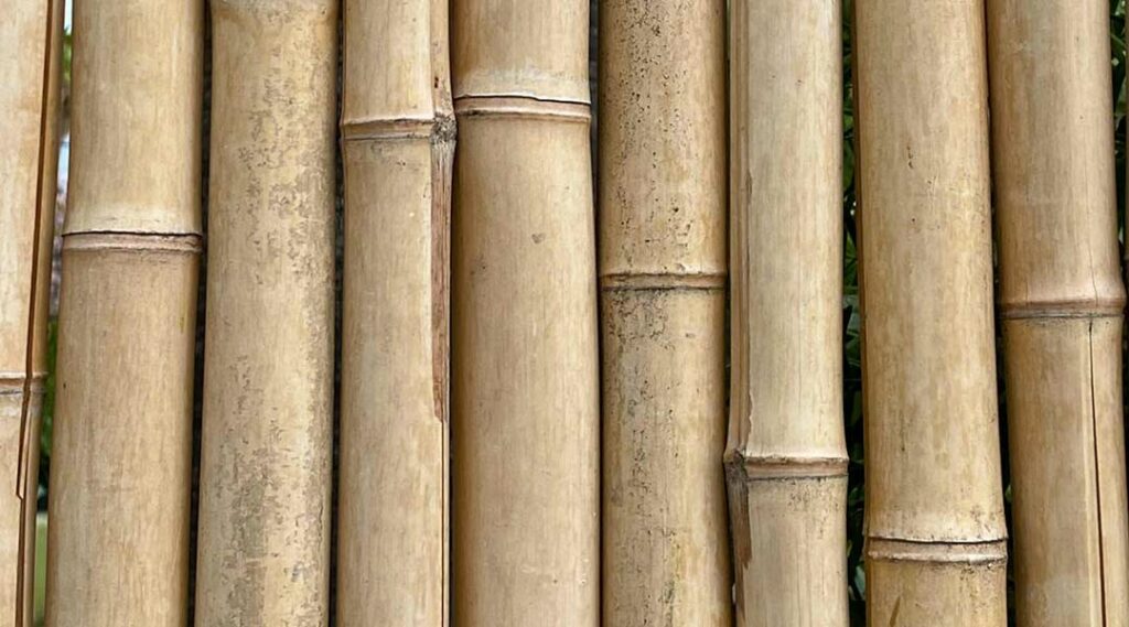 canas de bambu