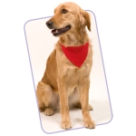 Coleira tipo bandana para cães impressa com logótipo Colors cor vermelho