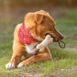 Mordedor para animais de estimação em forma de osso com logótipo Toy cor bege vista de ambiente