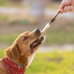Mordedor para animais de estimação em forma de osso com logótipo Toy cor bege