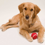Clássica bola para animais de estimação, borracha forrada, macia cor vermelho primeira vista