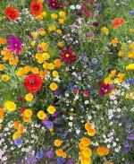 Vaso de cortiça e sementes de flores silvestres para plantar cor castanho sexta vista