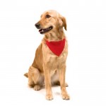 Coleiras bandana personalizáveis para animais cor vermelho sexta vista
