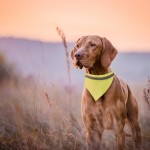 Coleira de tipo bandana refletora para cães cor amarelo fluorescente segunda vista