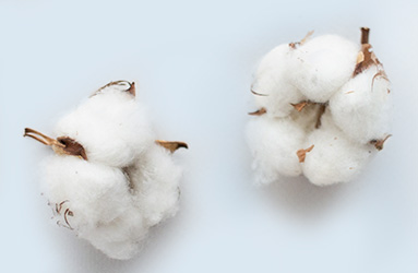 Tipos de algodão